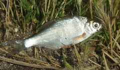 Blicca bjoerkna