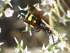 Scolia fuciformis
