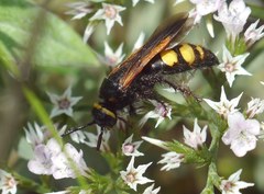 Scolia fuciformis