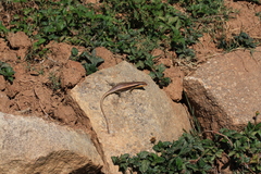 Trachylepis wahlbergii