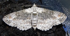 Ascotis reciprocaria