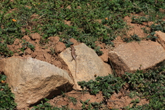 Trachylepis wahlbergii