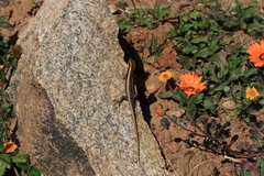 Trachylepis wahlbergii