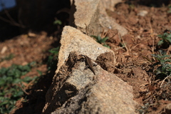 Trachylepis wahlbergii