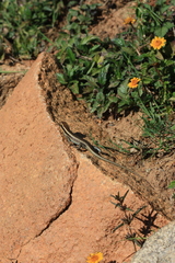 Trachylepis wahlbergii