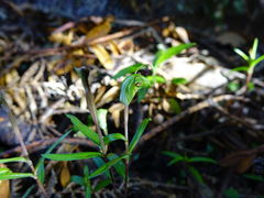 Pterostylis brumalis