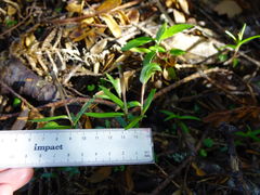 Pterostylis brumalis