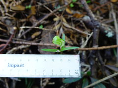 Pterostylis brumalis