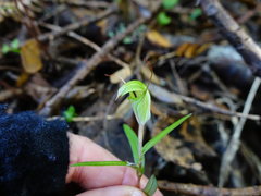 Pterostylis brumalis