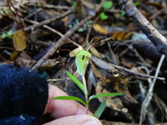 Pterostylis brumalis