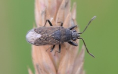 Peritrechus geniculatus