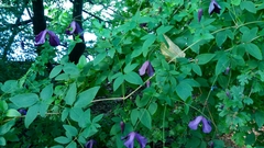 Clematis viticella