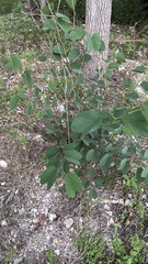 Bauhinieae