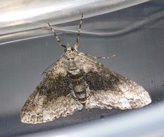 Ascotis reciprocaria