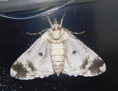 Ascotis reciprocaria