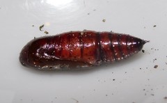 Ascotis reciprocaria