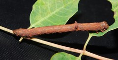 Ascotis reciprocaria