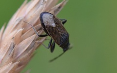 Peritrechus geniculatus