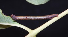 Ascotis reciprocaria
