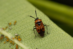 Deraeocoris punctum