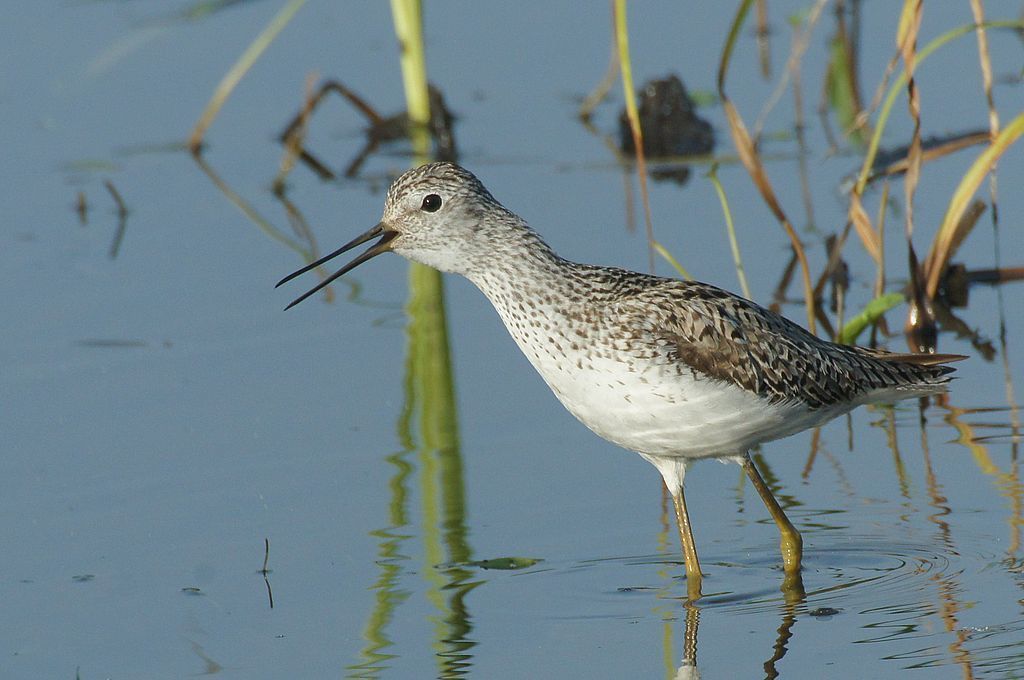 Marsh Sandpiper photo