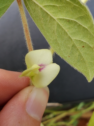 Macrotyloma axillare var. axillare image