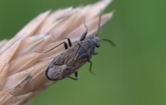 Peritrechus geniculatus