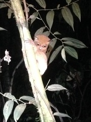 Cephalopachus bancanus borneanus