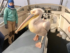 Pelecanus onocrotalus