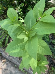 Phytolacca americana