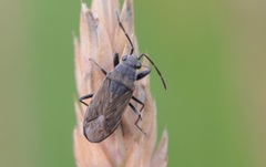 Peritrechus geniculatus