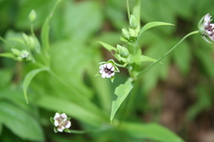 Microbotryum stellariae