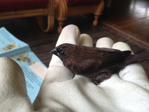 Dusky Munia (Lonchura fuscans), photo 7