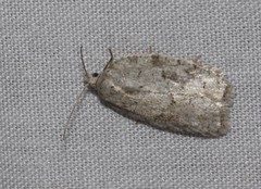Acleris placidana