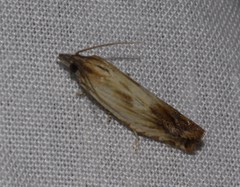 Eucosma radiatana