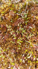 Vaccinium microcarpum