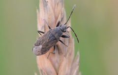 Peritrechus geniculatus