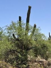Carnegiea gigantea