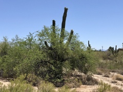 Carnegiea gigantea