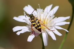 Strophiona tigrina