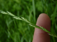 Lolium multiflorum × perenne
