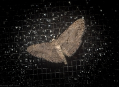 Psilalcis isombra