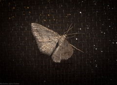 Psilalcis isombra