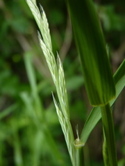 Lolium multiflorum × perenne