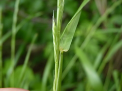 Lolium multiflorum × perenne