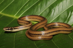 Coniophanes meridanus