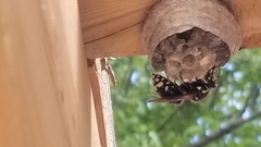 Dolichovespula maculata