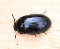 Platydema violacea
