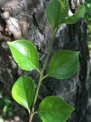Rhamnus saxatilis