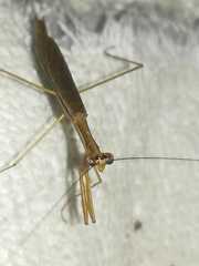 Bistanta mexicana